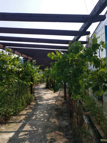 衢州市柯城区时鲜园家庭农场