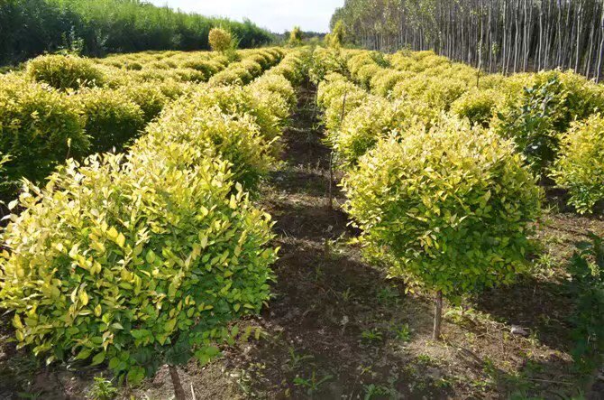 地址(位置,怎麼去,怎麼走): 阜新市阜新蒙古族自治縣古務線38號公里