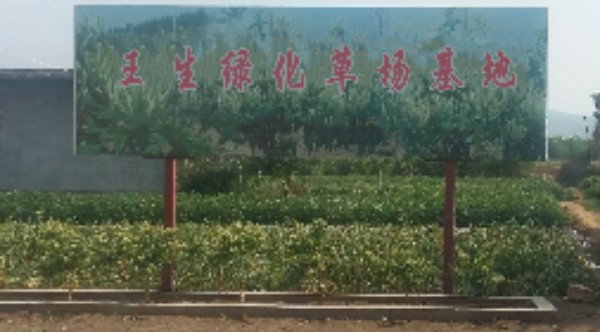 王生绿化草场基地