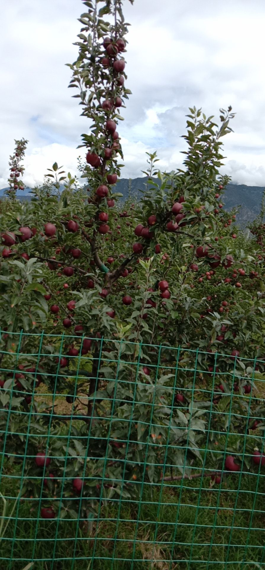 桃花村芳飞水果采摘地