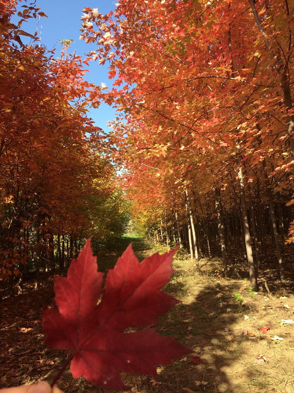 抚顺花懿枫玺风景区