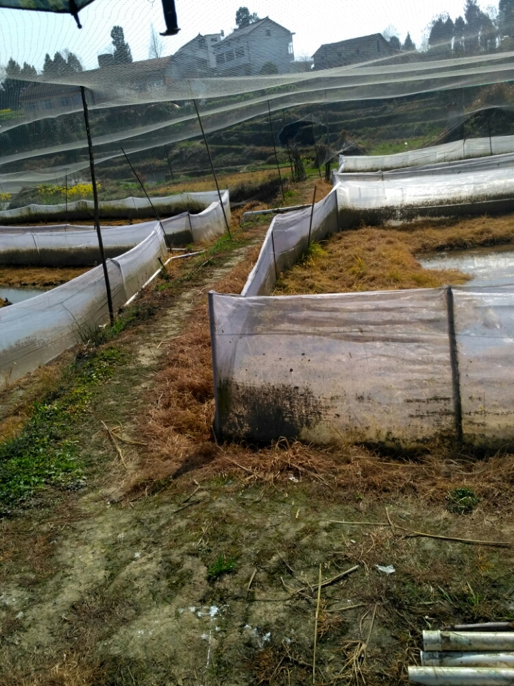 汉中市华丰青蛙养殖场