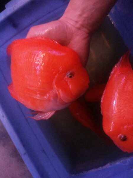鱼乐水族馆(绿色兴华市场店)