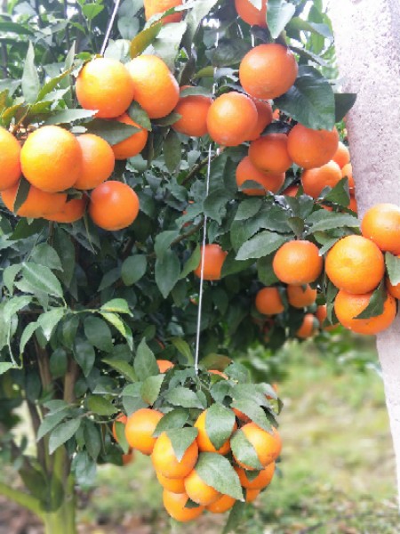 景东优橙良园水果基地