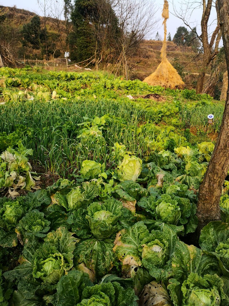 湖南省湘西土家族苗族自治州凤凰县三拱桥乡下寨