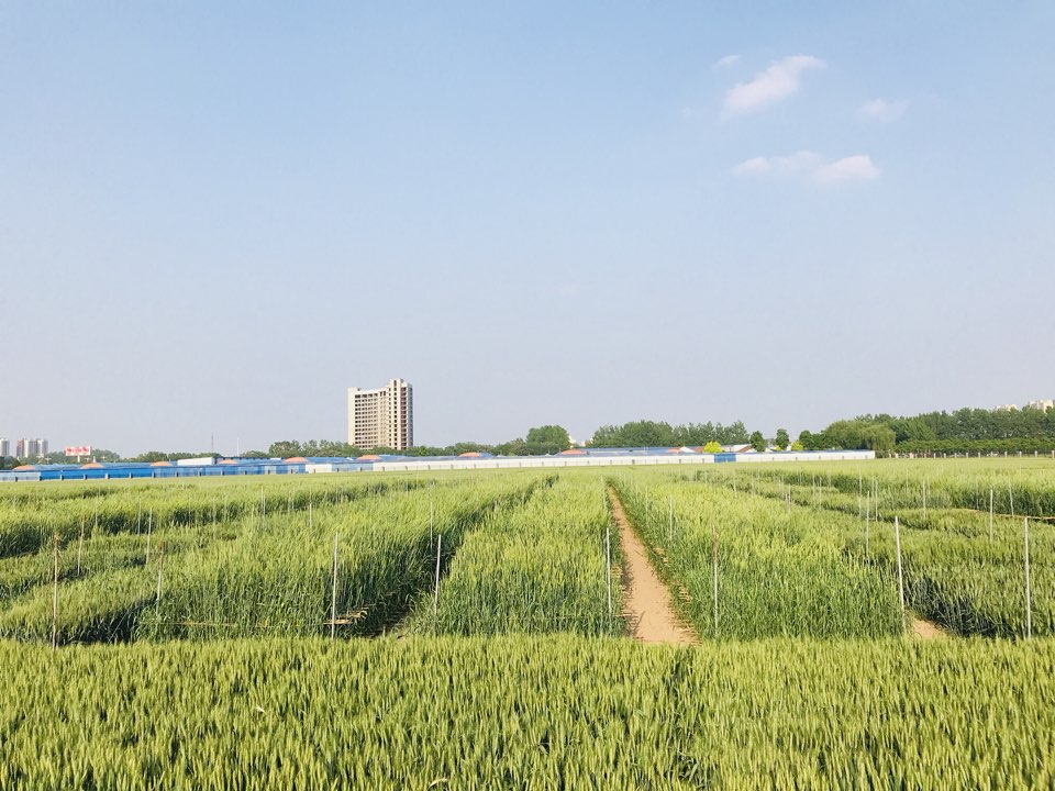 驻马店市农业科学试验站