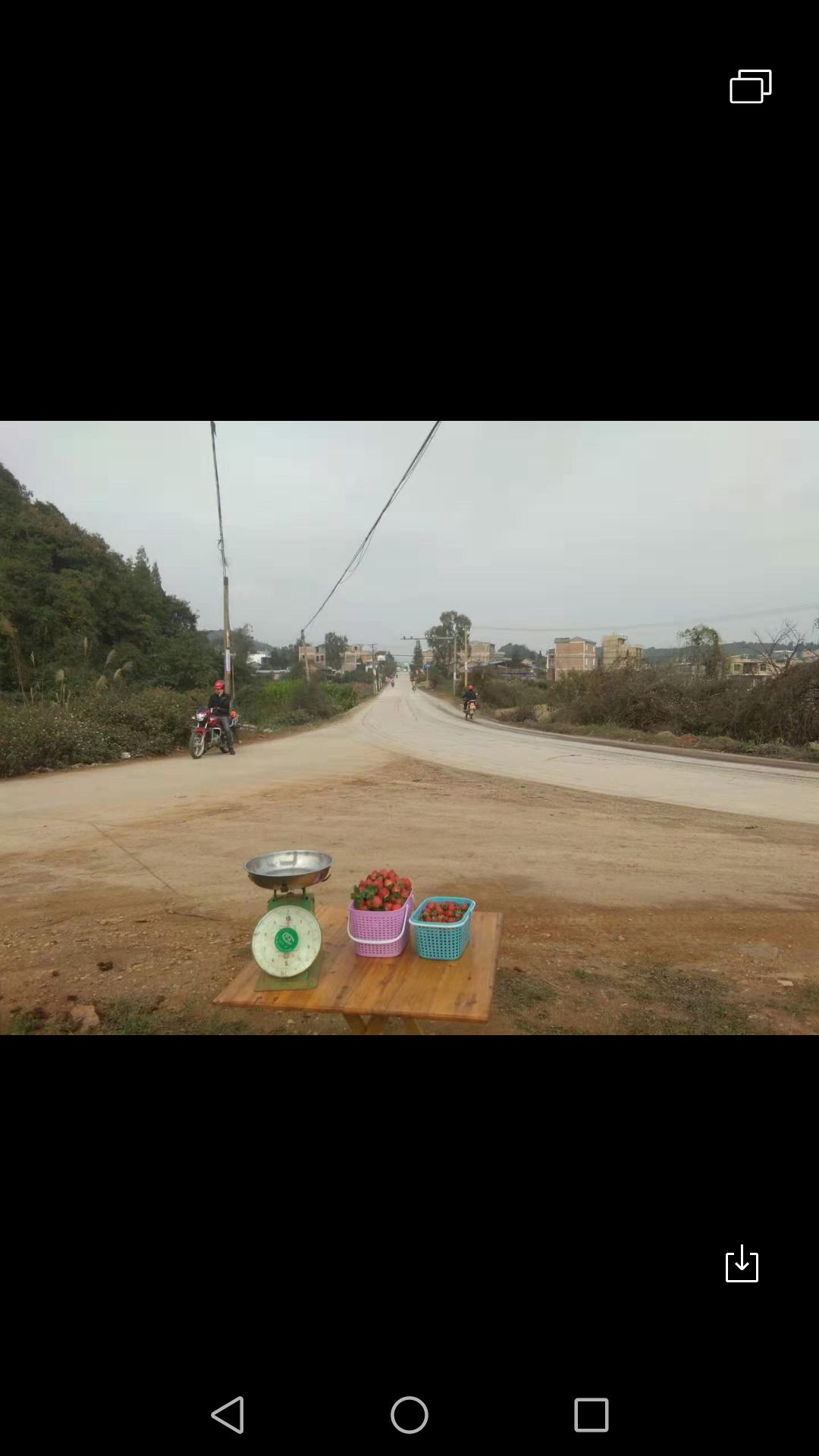 兴建水泥厂草莓采摘园