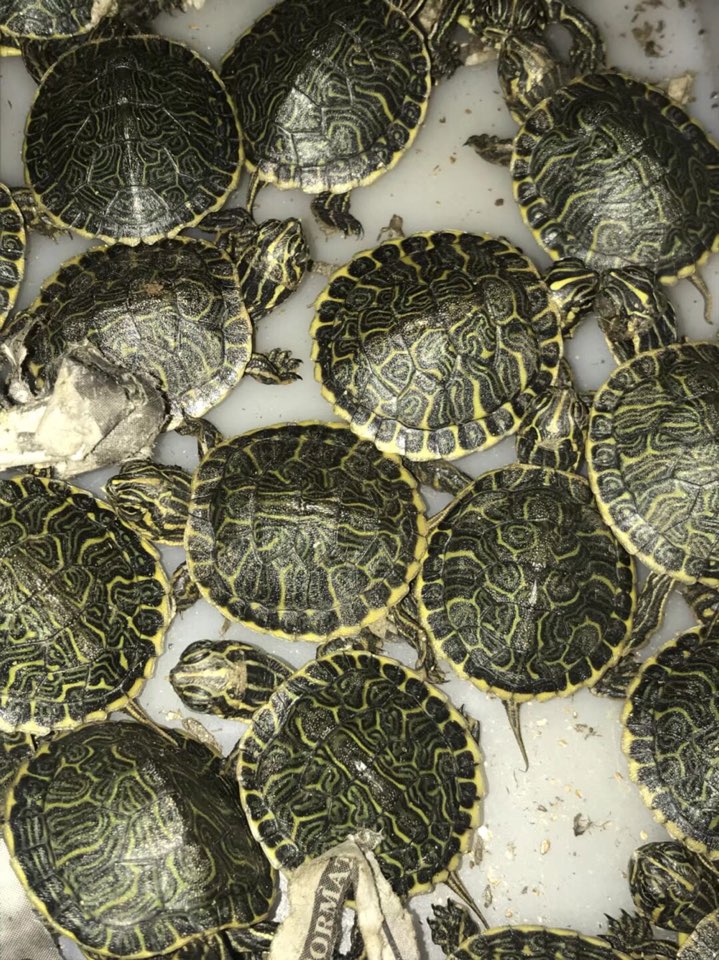 海南兴伟龟鳖养殖有限公司