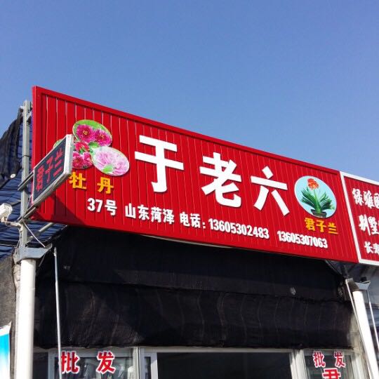 于老六牡丹君子兰