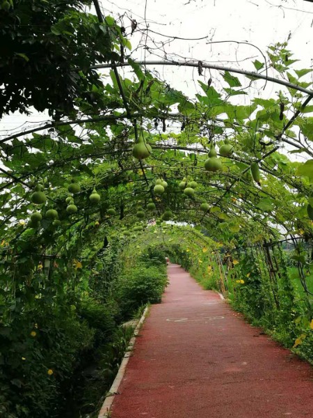 林轩杏园生态农庄,电话,路线,公交,地址,地图,预定,价格,团购,优惠