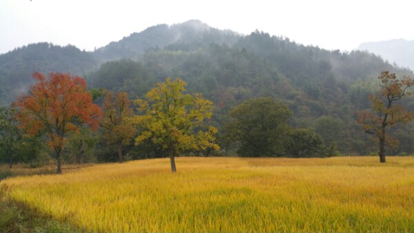 湖北省黄冈市罗田县九资河镇天堂寨风景区