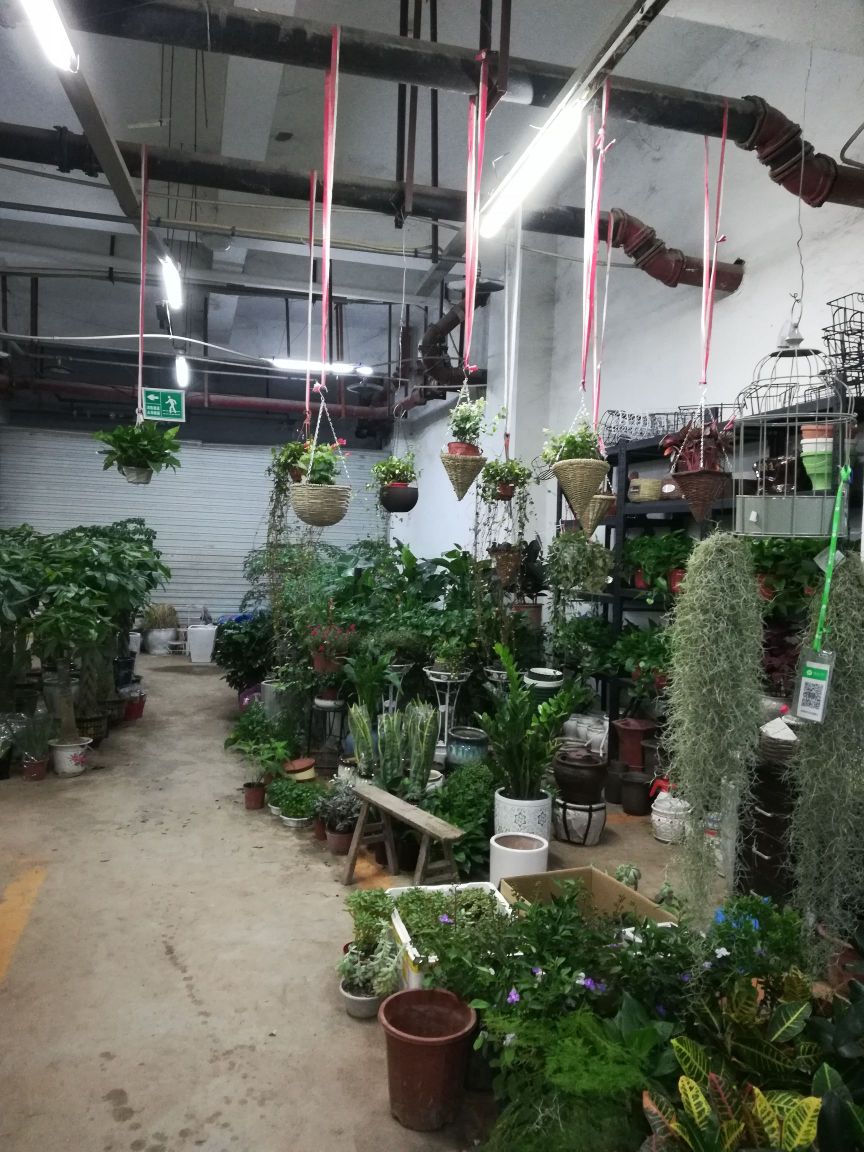 大渡口区雯曦花卉园艺店