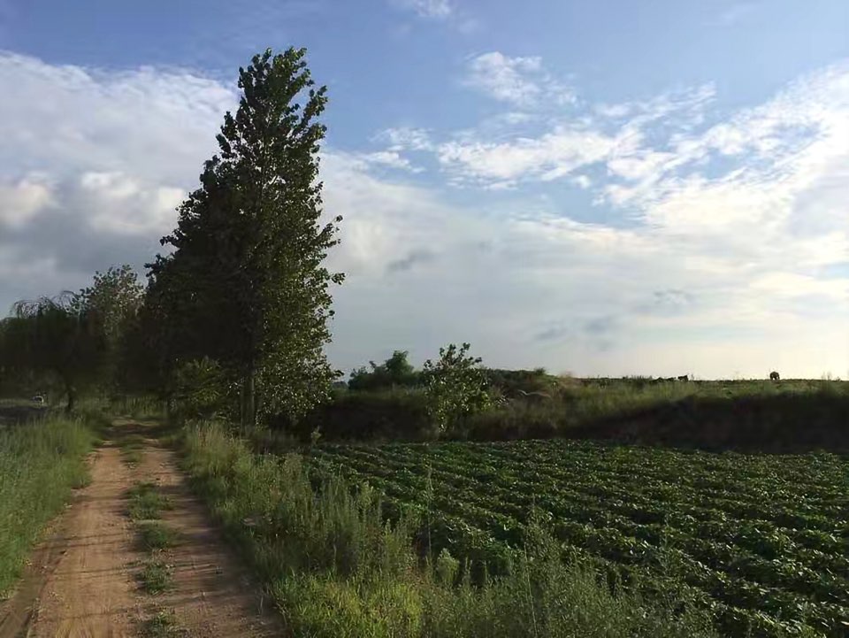 山东省临沂市临沭县青云镇黄家屯村