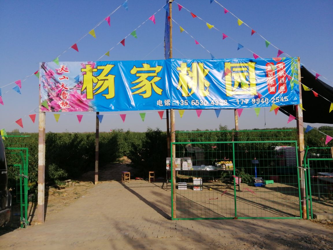 杨家桃源