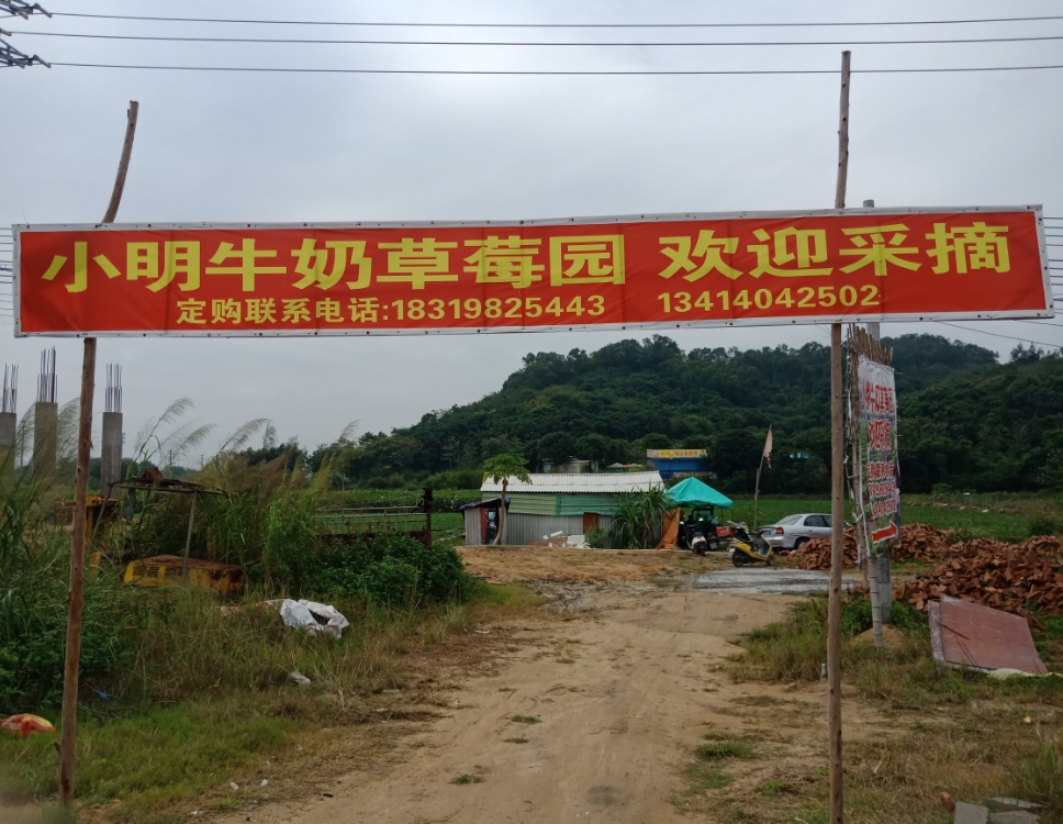 小名牛奶草莓园(饶平店)