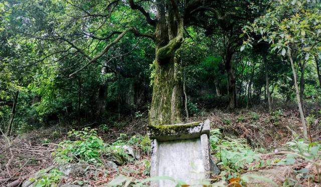 新化县荣华乡洪范寺古树群风景区