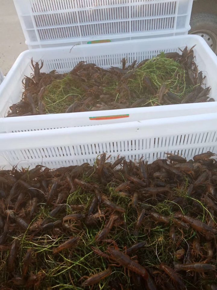 奉节县渝跃祥华农贸市场