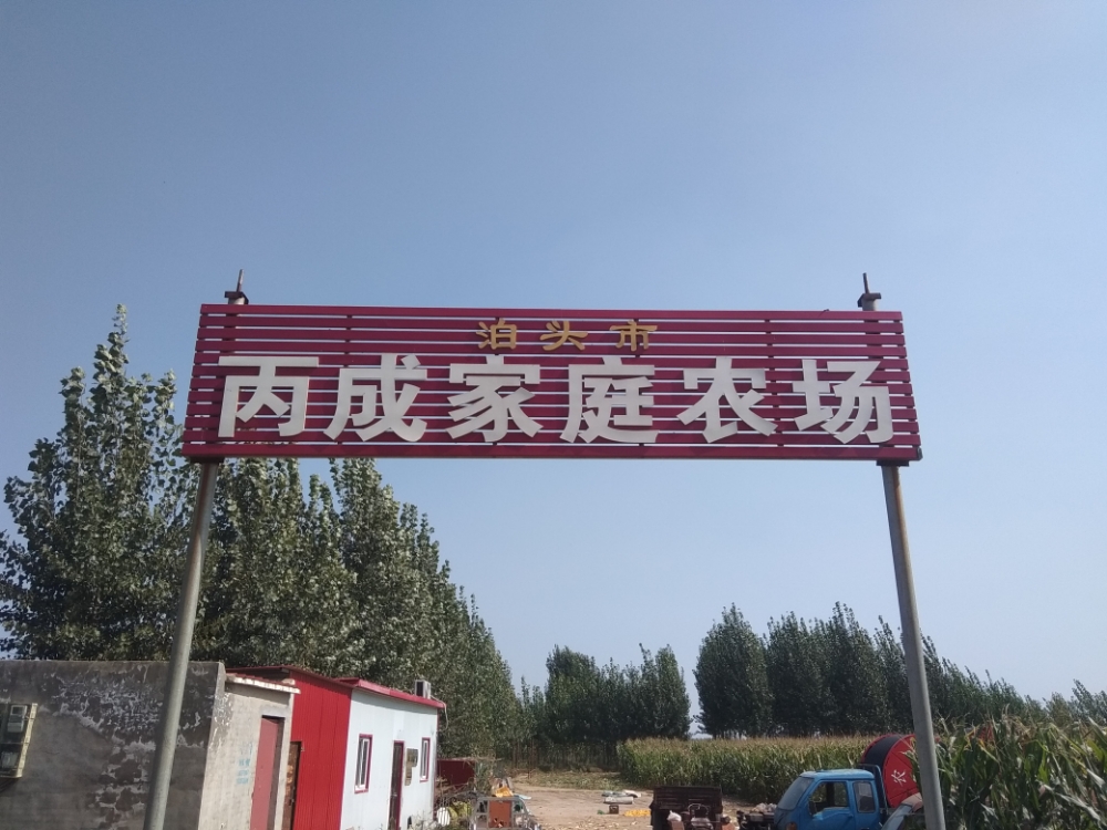 河北省泊头市丙成家庭农场黑珍珠桑葚采摘园