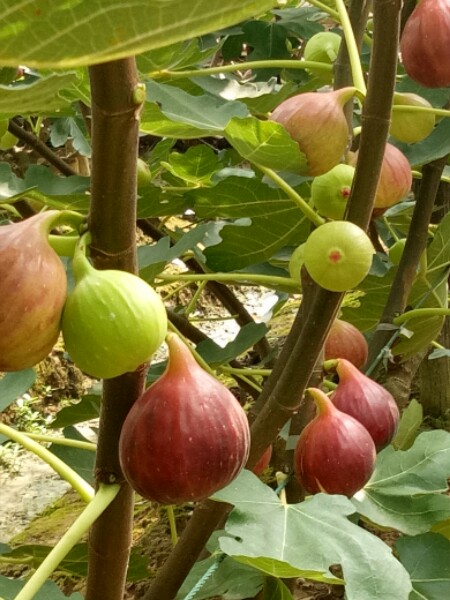 爱民果业桑葚无花果园