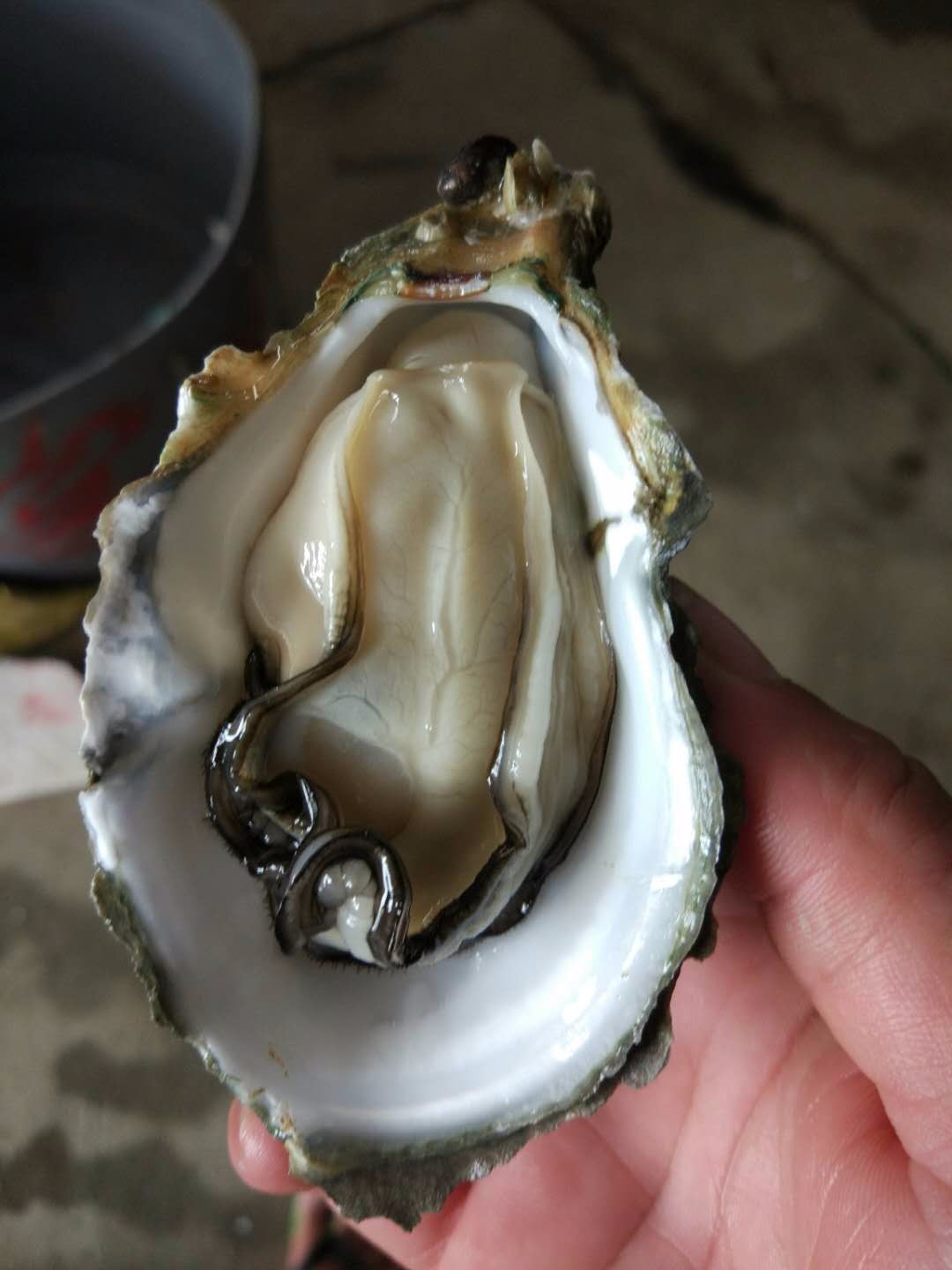 正宗官渡烧烤生蚝批发