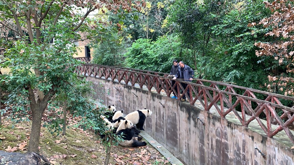 成都大熊猫繁育研究基地-观光车大熊猫二号别墅站