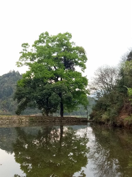 湖北省咸宁市通山县大水洞大桥北(杭瑞高速公路)