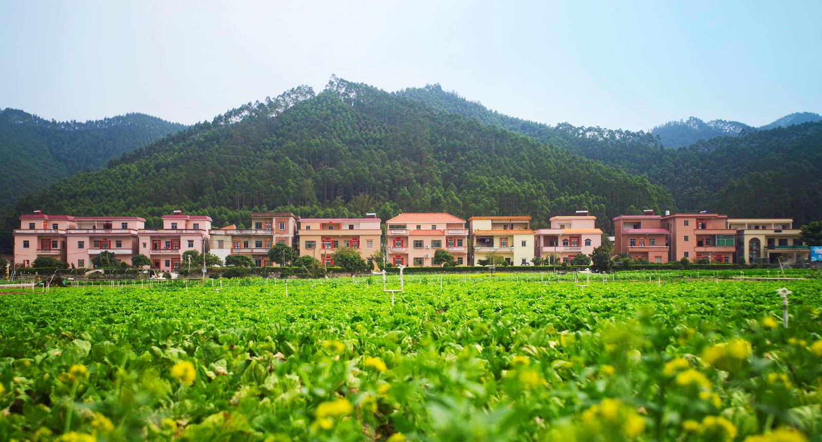 广东省佛山市高明区杨和镇河西居委会黄丽堂新村