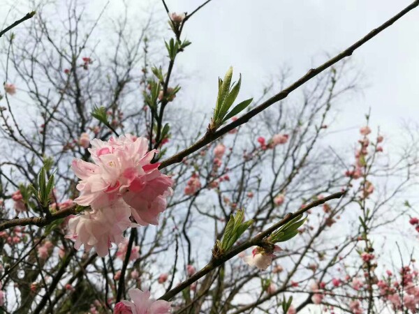 毕节三联学校