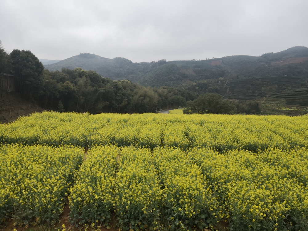 柏洋金山油菜花梯田