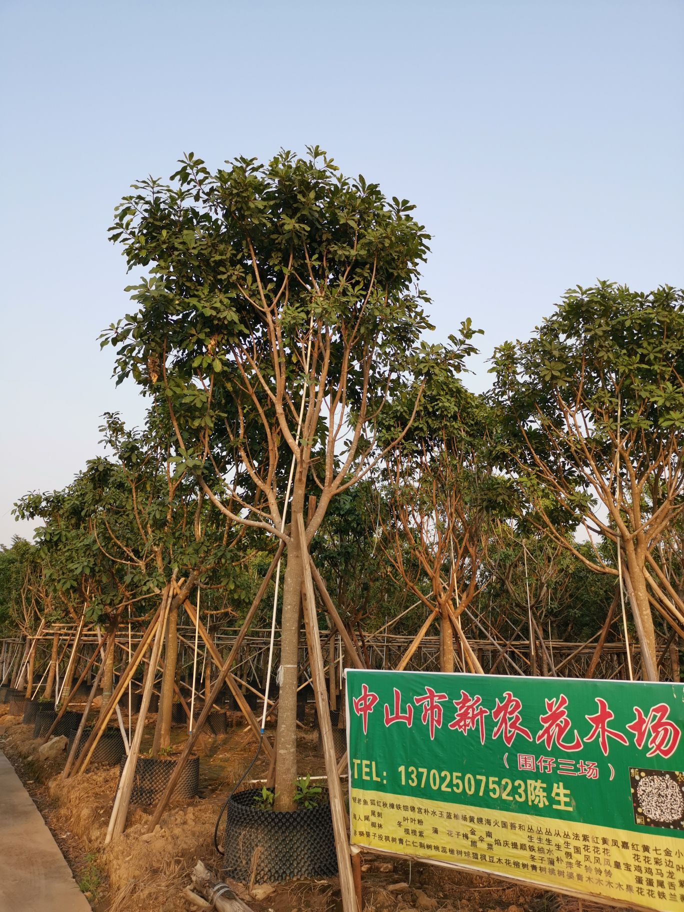 中山市新农花木场(围仔三场)