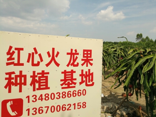 石头山红心火龙果园