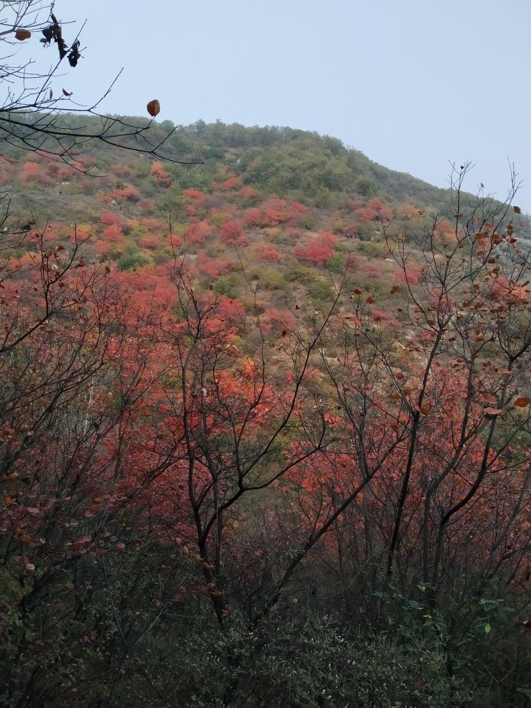 大蹶山红叶谷