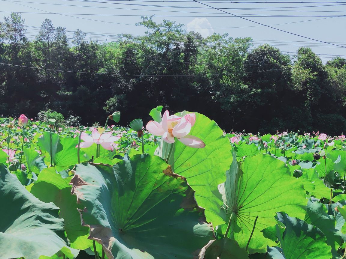 西仗荷花公园