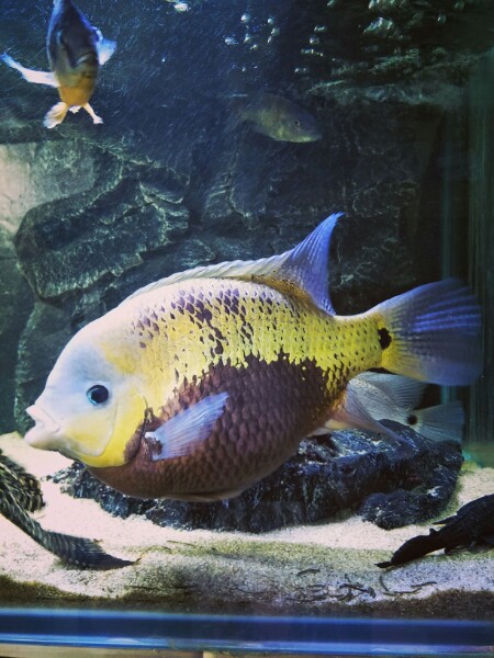 鱼彩缤纷水族馆