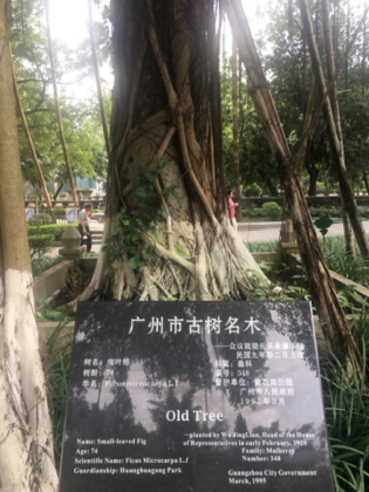 吴景濂手树植