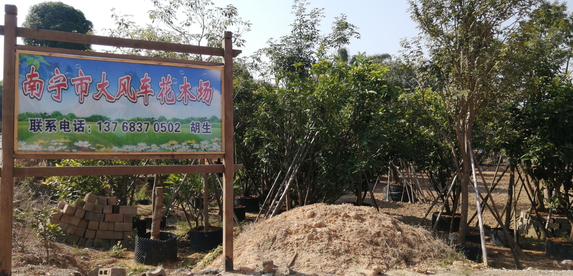 南宁市大风车花木场