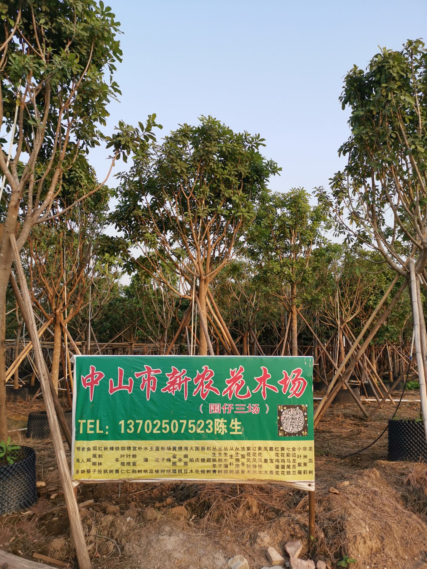 中山市新农花木场(围仔三场)