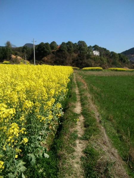 湘西草棠