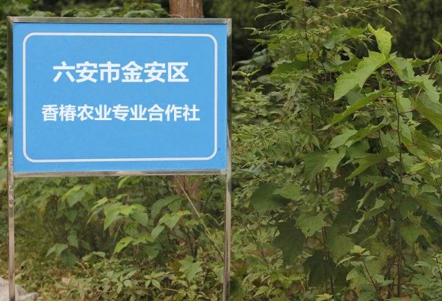 六安市金安区香椿农业专业合作社