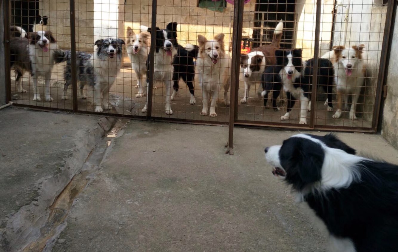 蔚蓝犬舍宠物店