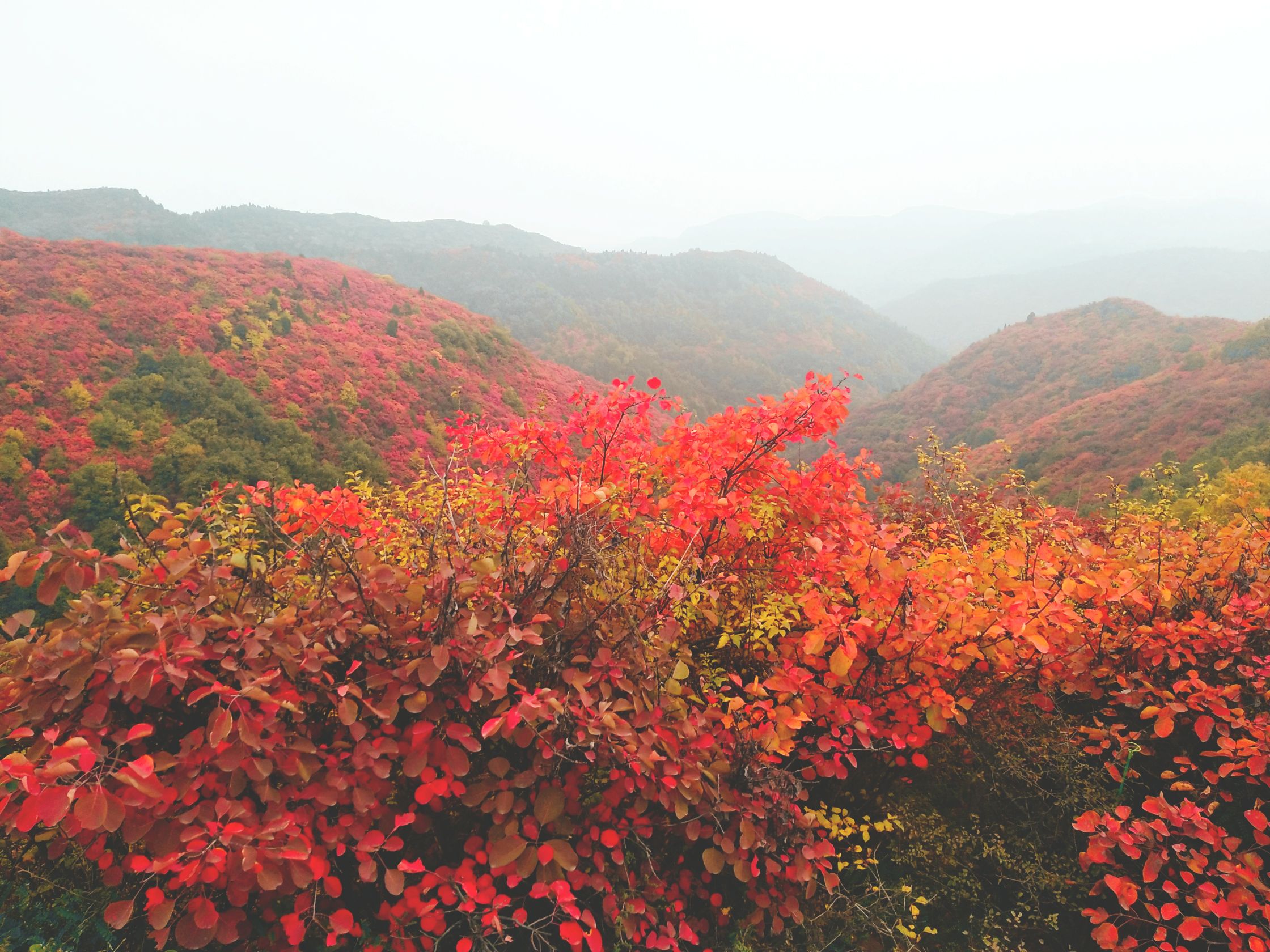 韩城香山红专