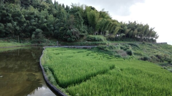 南平市延平区