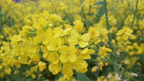 菏泽市鄄城县