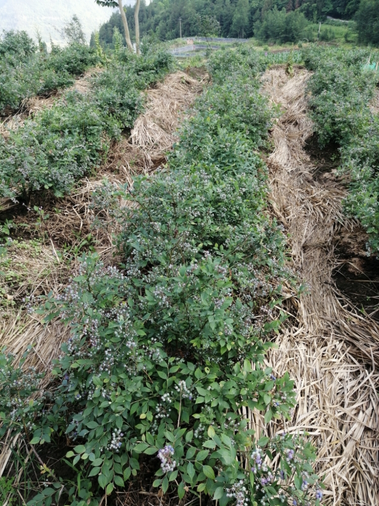 蓝袂紫韵蓝莓基地