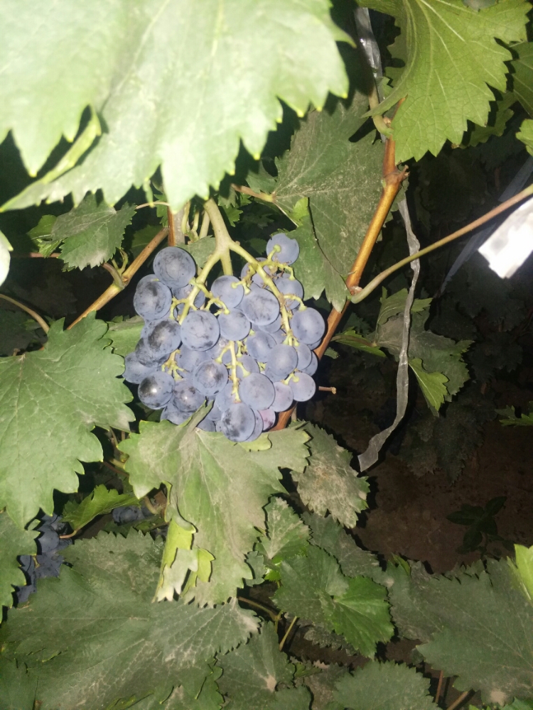 清徐县 >> 生活服务标签: 采摘园休闲娱乐 东于早黑宝葡萄采摘园共