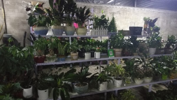 美尧花卉