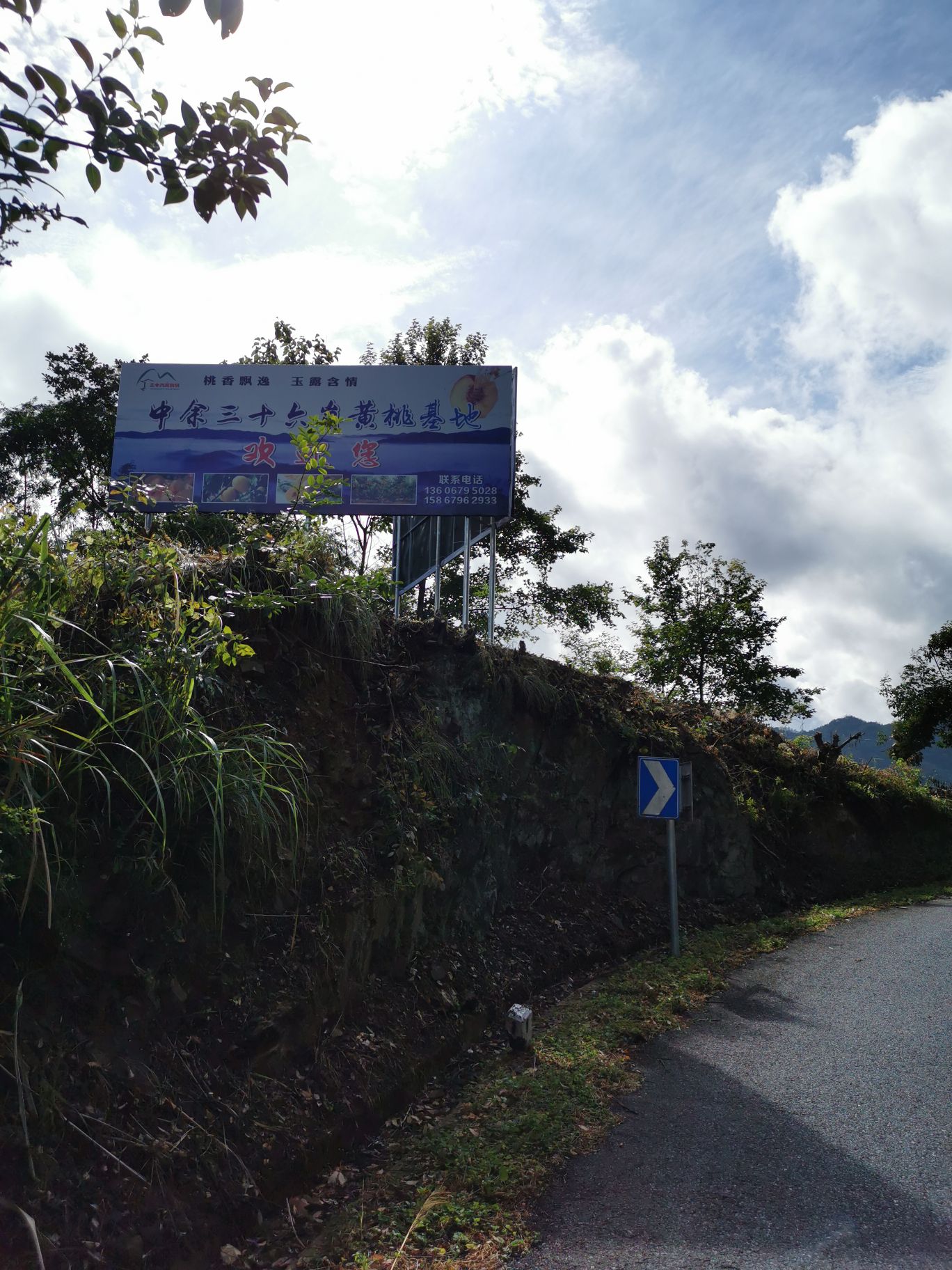 浦江三十六岗黄桃基地