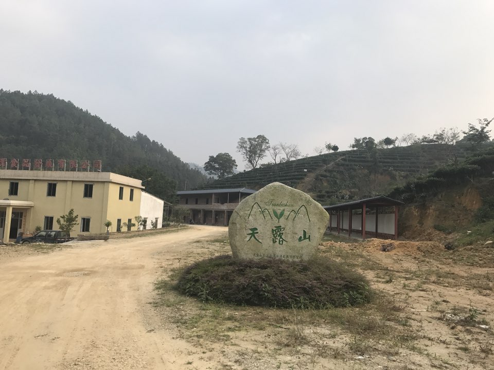 天露山生态茶园