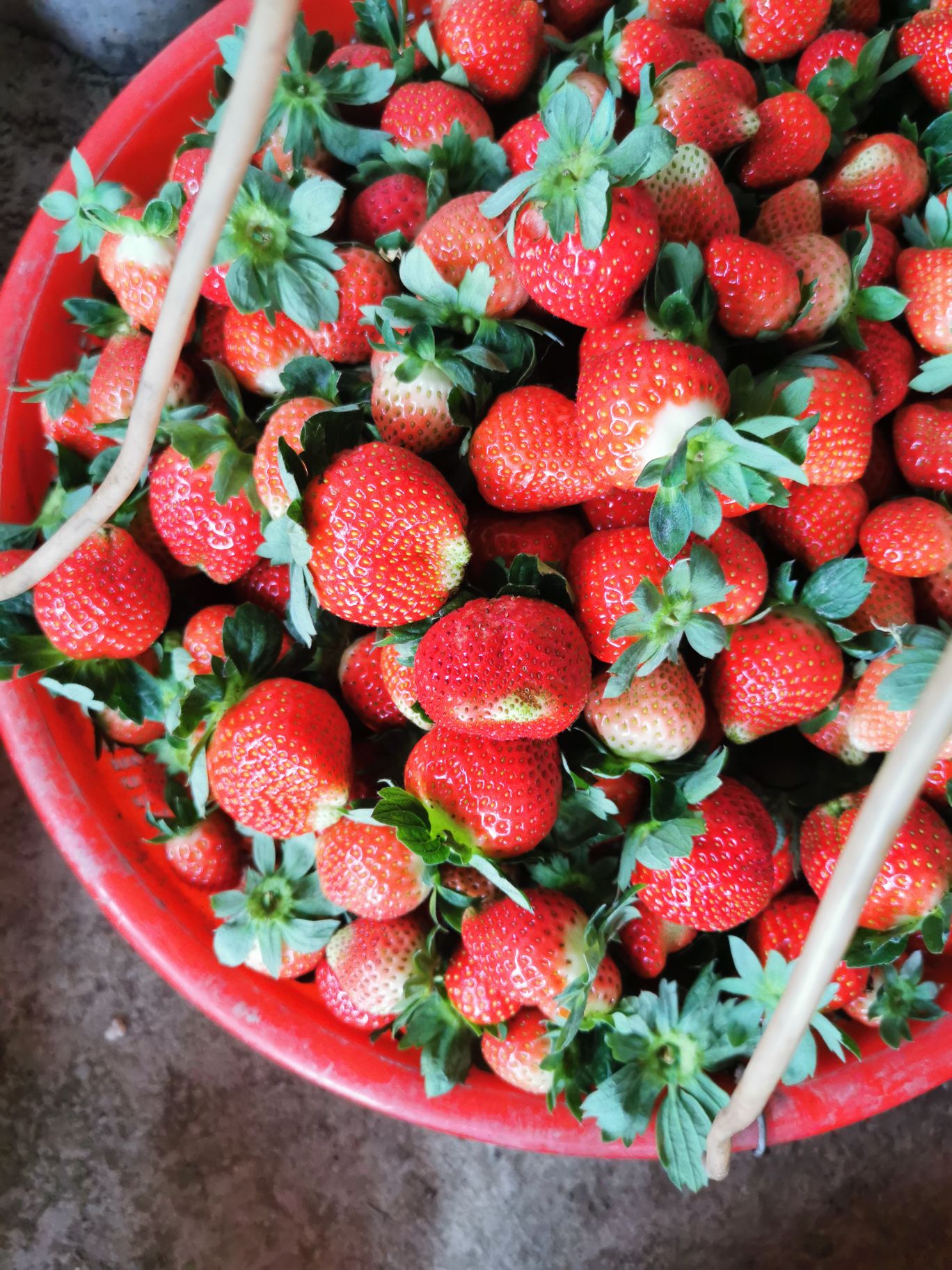 地址,地图,预定,价格,团购,优惠,生态奶油草莓园在哪,怎么走_中山生活