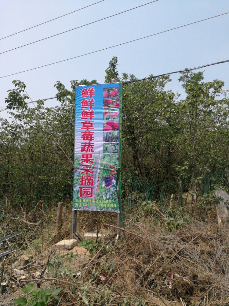 鲜鲜鲜草莓蔬果采摘园